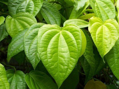 Hojas de betel / betel piper y Beneficios para la salud
