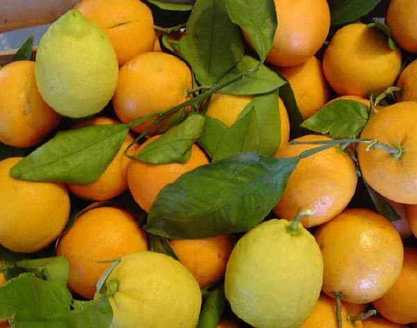 Limón y Naranja