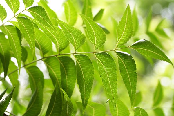 hojas de neem