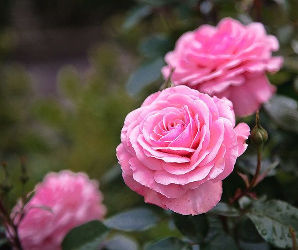 Cómo hacer agua de rosas en el hogar