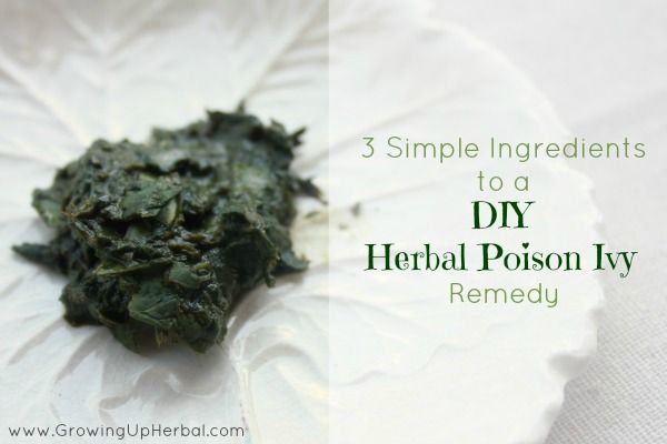Poison Ivy Remedio Herbal DIY