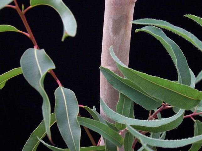 Las hojas de eucalipto y beneficios para la salud