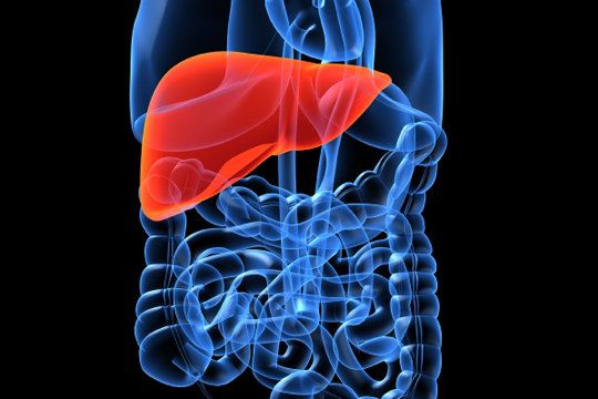 Síntomas el hígado graso, causas y tratamientos Remedios caseros para evitar el hígado graso