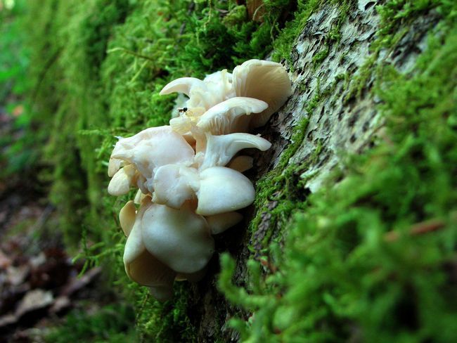 cómo cultivar tus propios hongos