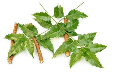 hojas de neem con las ramitas