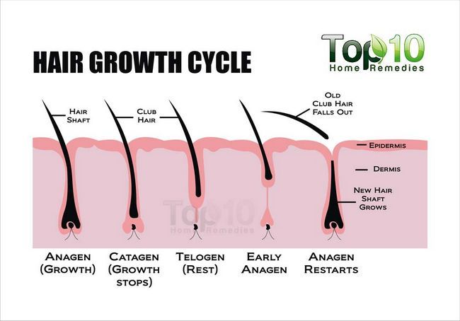 2. "The Science Behind Long Arm Hair Growth and How to Maintain It" - wide 3