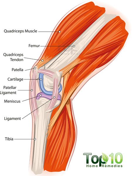 anatomía de la rodilla