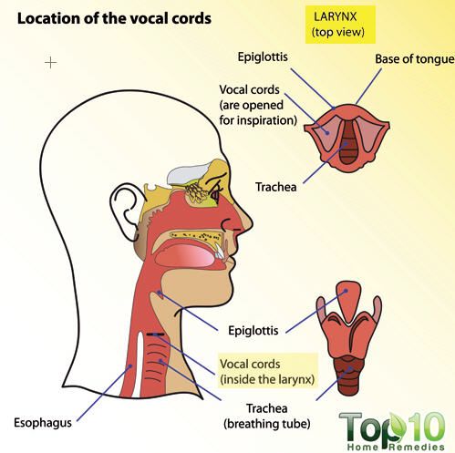 diagrama de laringe
