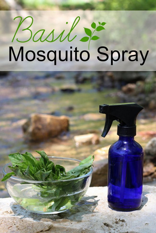 ¿Cómo hacer un spray a base de hierbas para mantener los mosquitos lejos! Sólo la albahaca, el agua y el vodka. Aceite esencial de albahaca se puede agregar, también, si lo tienes en la mano.