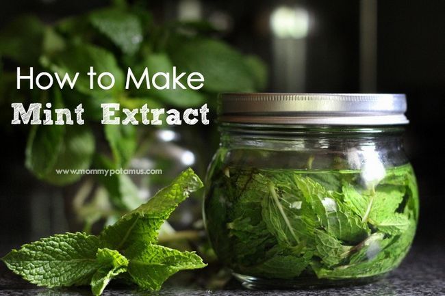 Mint Extracto Receta - Ohhh, me`m going to add a minty twist to my favorite brownies, chocolate pudding, ice cream, hot chocolate or tea! This two-ingredient mint extract recipe looks so easy.