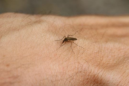 ¿Cómo deshacerse de las picaduras de mosquitos rápidamente