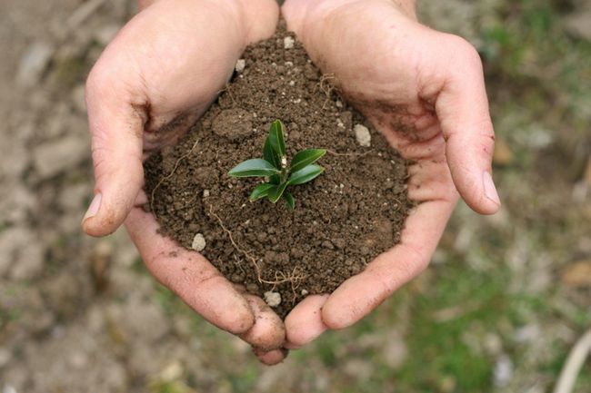 Antes de la concepción de la salud: nutren el suelo antes de plantar la semilla