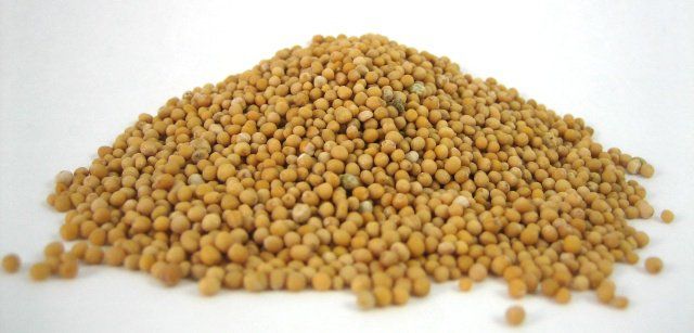 Usos sorprendentes de semillas de mostaza - beneficios para la salud de las semillas de mostaza