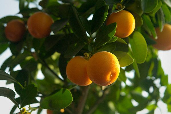 beneficios para la salud de naranja