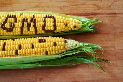 Alimentos OGM