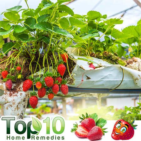 Top 10 de las frutas para diabéticos