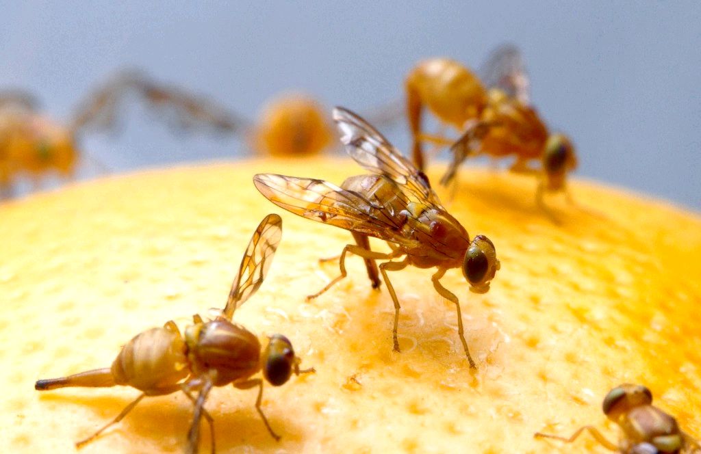 10 consejos sobre la manera de deshacerse de las moscas