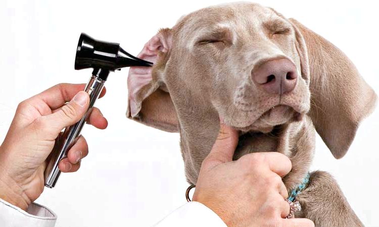 13 Remedios caseros para el perro de la infección del oído