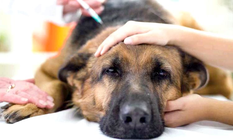 21 remedios caseros para tratar la tos de la perrera en perros