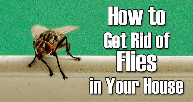 13 remedios naturales para deshacerse de las moscas (mosca doméstica)
