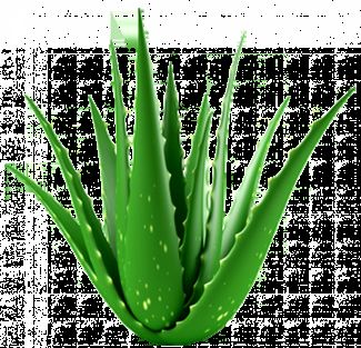 Aloe Plant