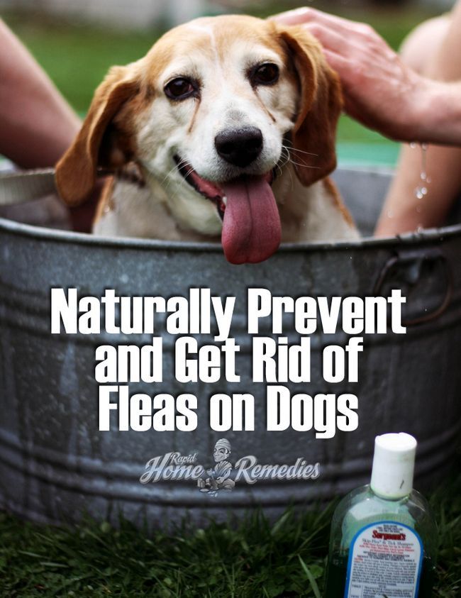 Naturalmente deshacerse de las pulgas en perros